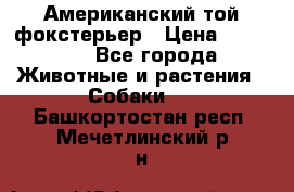 Американский той фокстерьер › Цена ­ 25 000 - Все города Животные и растения » Собаки   . Башкортостан респ.,Мечетлинский р-н